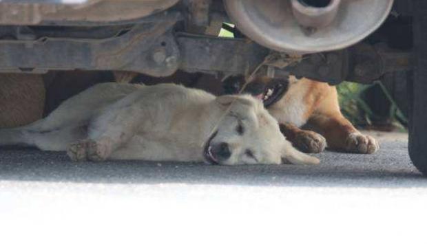 狗狗也怕冷可以怎样帮助狗狗过冬,狗狗怕冷吗冬天