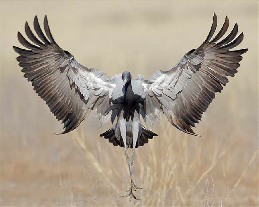 广东常见鸟类图谱图文,广东常见鸟类图谱