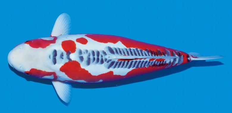 锦鲤的十三个大类名字叫什么,锦鲤十三鳞