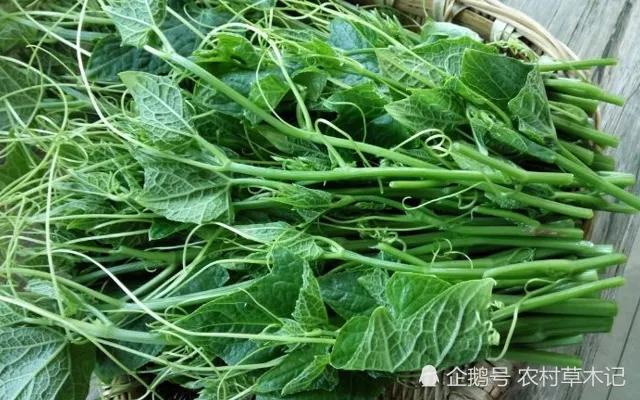 鍐滄潙缁忓父绉嶇殑鍙粈涔堢摐鍠傜尓,鐡滆嫍鐢ㄦ潵鍠傜尓