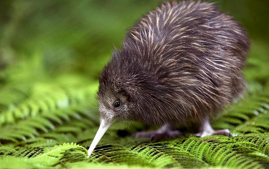 你不知道的新西兰冷知识,新西兰你不知道的冷知识