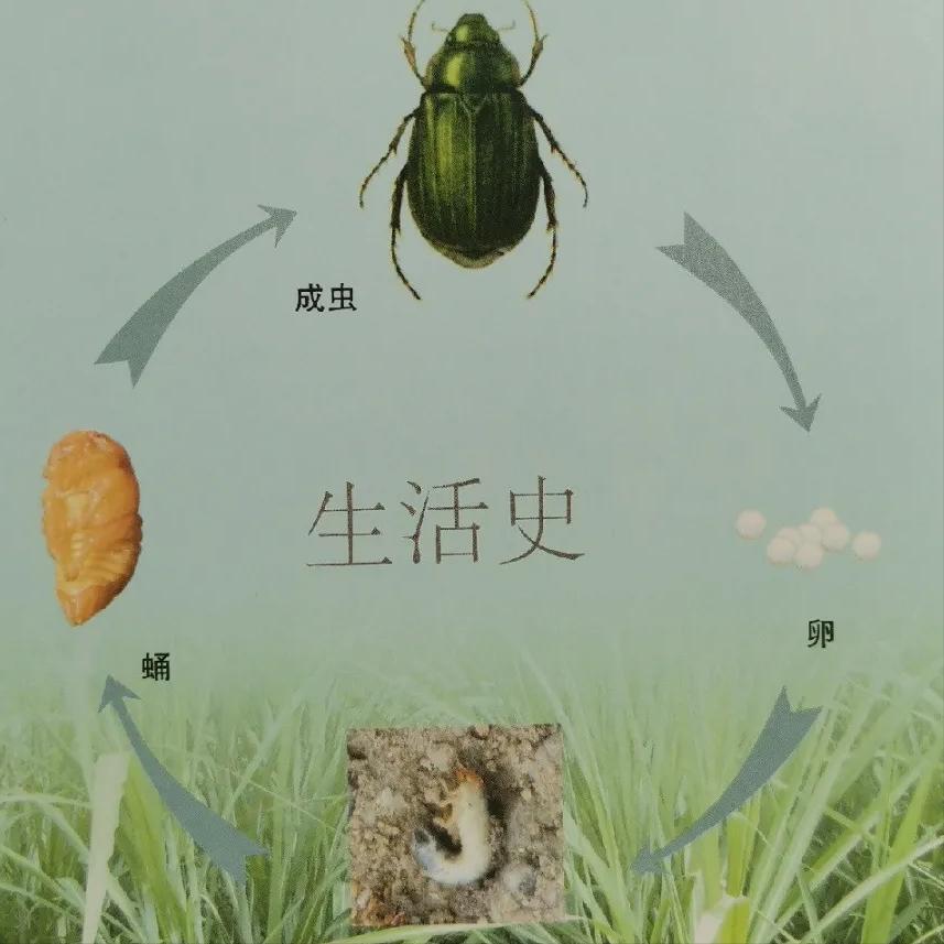 淡水龟的防治方法,猪鼻龟病虫害防治