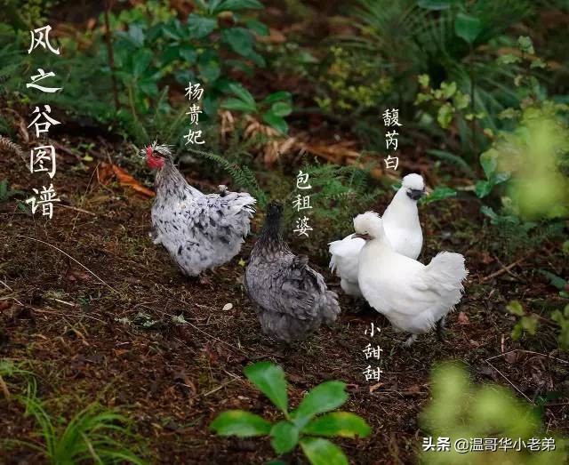 十几年的夫妻感悟,十年的老华人含泪感悟