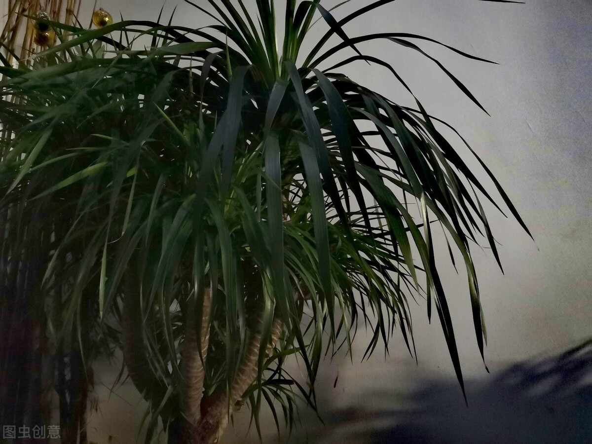 龙血树绿植好处,龙血树和绿植