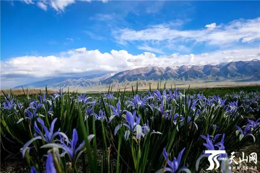 六月的新疆兵团,六月的新疆还有什么节日