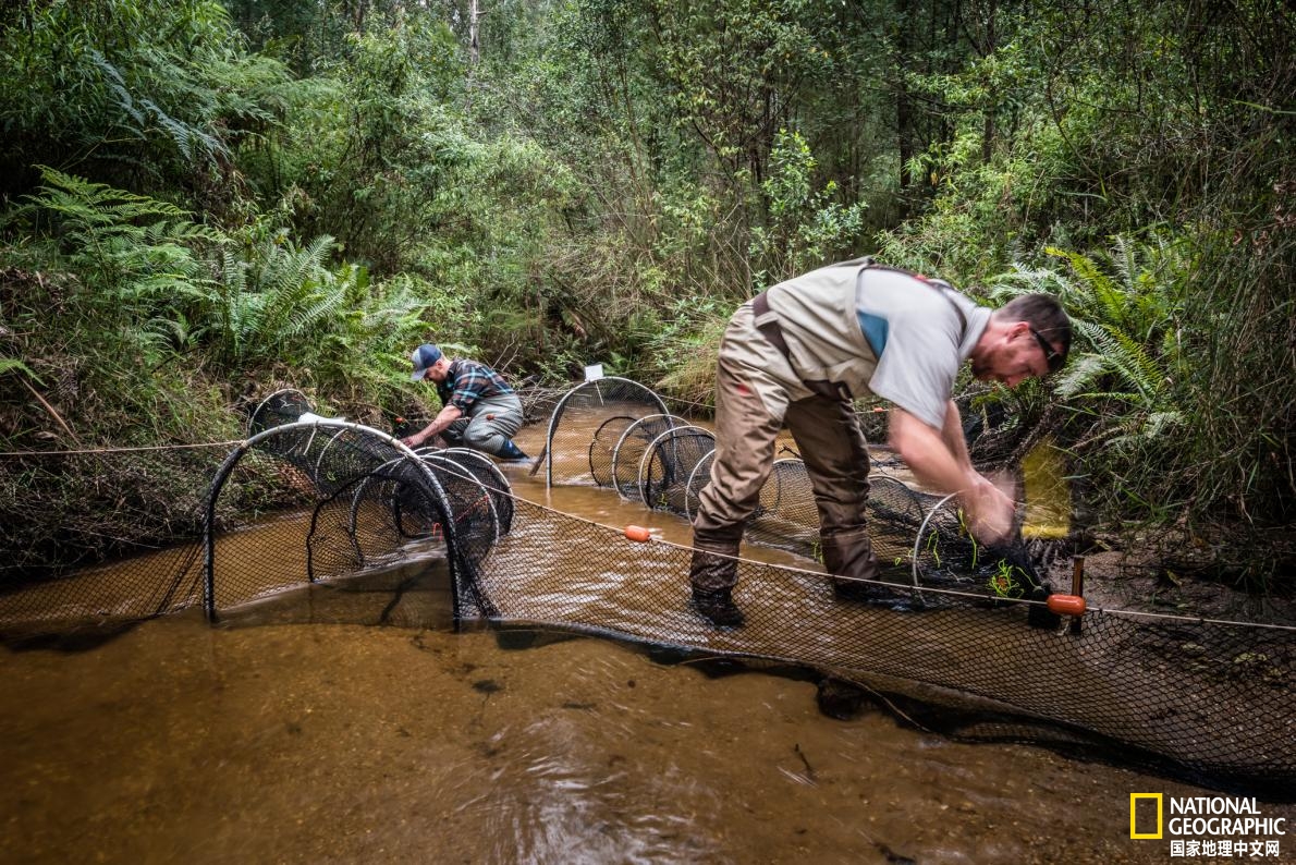 鸭嘴兽可能还存在吗,鸭嘴兽有毒为什么还要濒临灭绝
