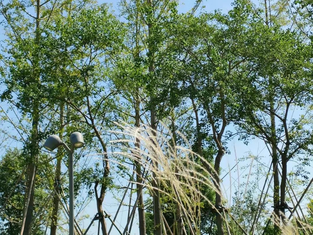 上海观赏草,上海之鱼冬天风景