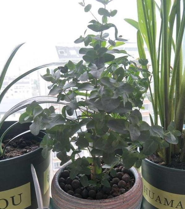 尤加利开花是什么时候,最适合盆栽的尤加利品种