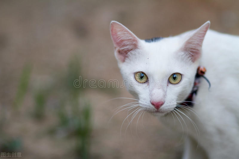 小猫又吐又拉不吃猫粮怎么办,小猫吃了猫条后不吃猫粮了