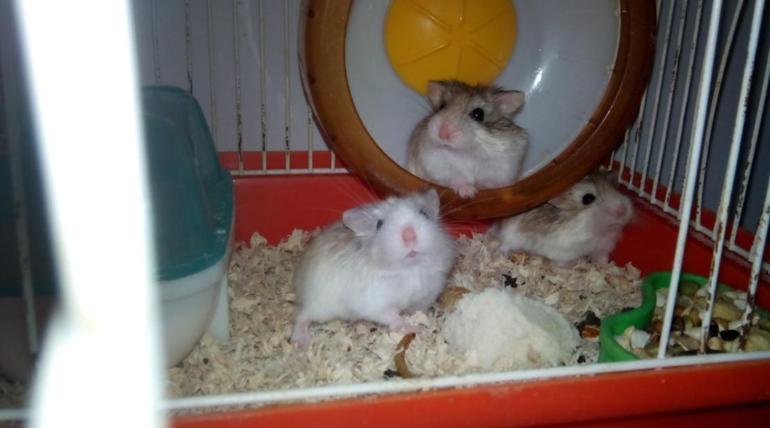 养仓鼠新手要注意的几个,养仓鼠要记住的几件事