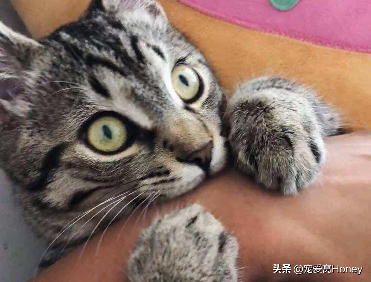小猫四个月非常的调皮怎么办,小猫四个多月爱抓人