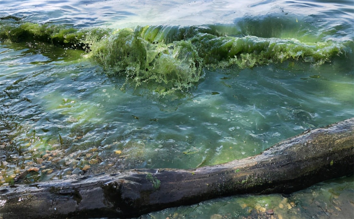7次逼停核电站,每年花5亿美元治理,小小的贻贝如何坑惨美国?