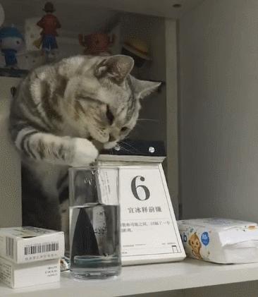 盘点养猫迷惑行为,养猫指南中的迷惑行为