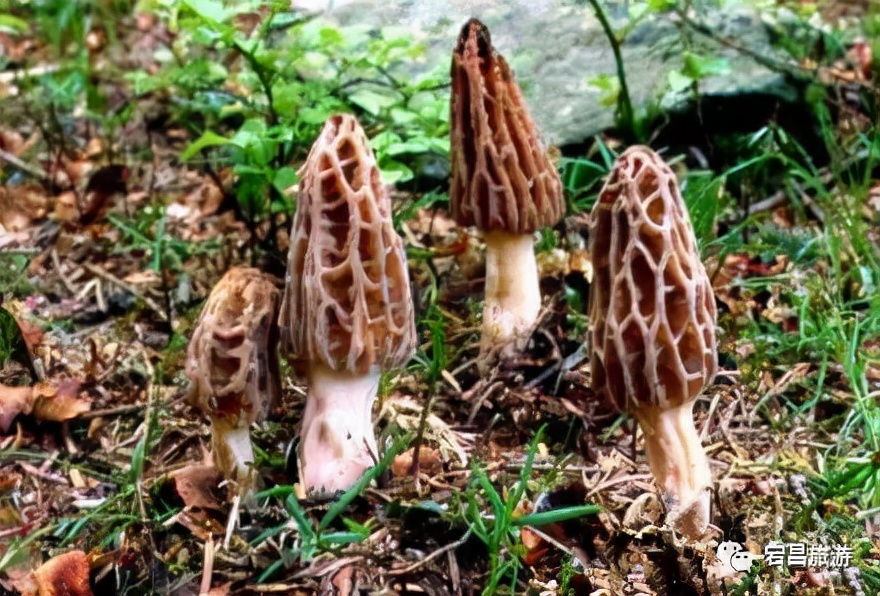 故乡是潮汕片段,故乡是潮汕中文版