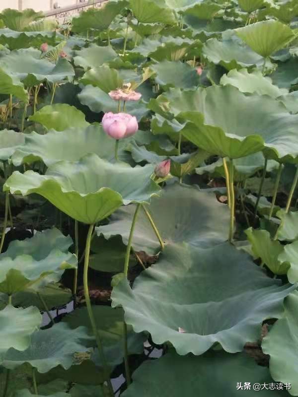看荷最美的诗词,最具禅意的咏荷诗词