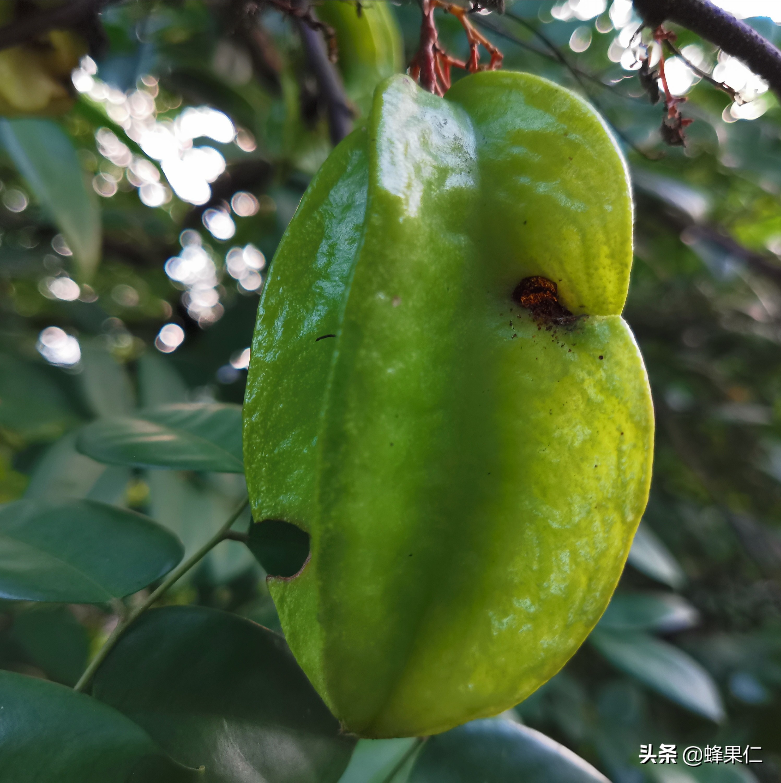 种植杨桃如何才能果子甜,如何种杨桃盆栽