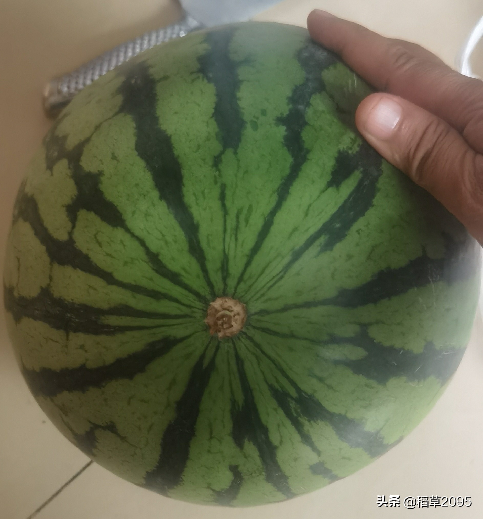 吃西瓜我是认真的更是专注的,吃瓜的最佳挑瓜方法