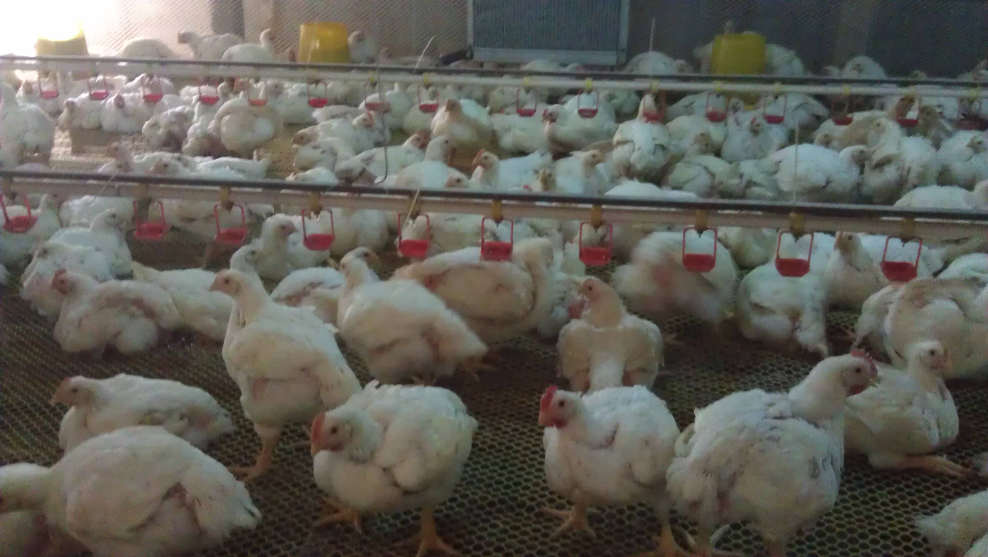 鸡鸭鹅肿腿,鸡鸭鹅关节肿大