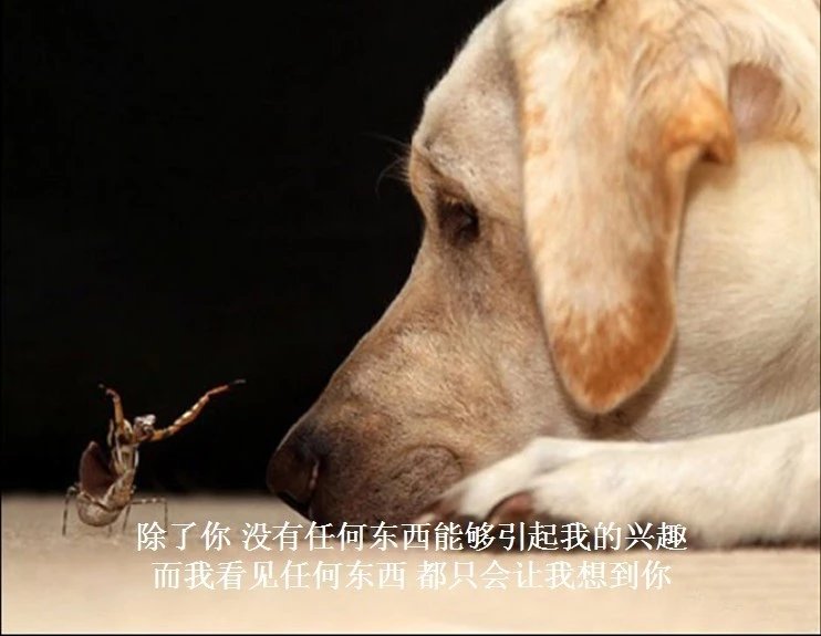 我只想说声爱你,只想再爱你一次