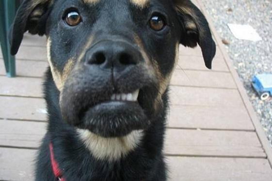 即使再生气，教育狗狗的时候，也不可以打这5个部位