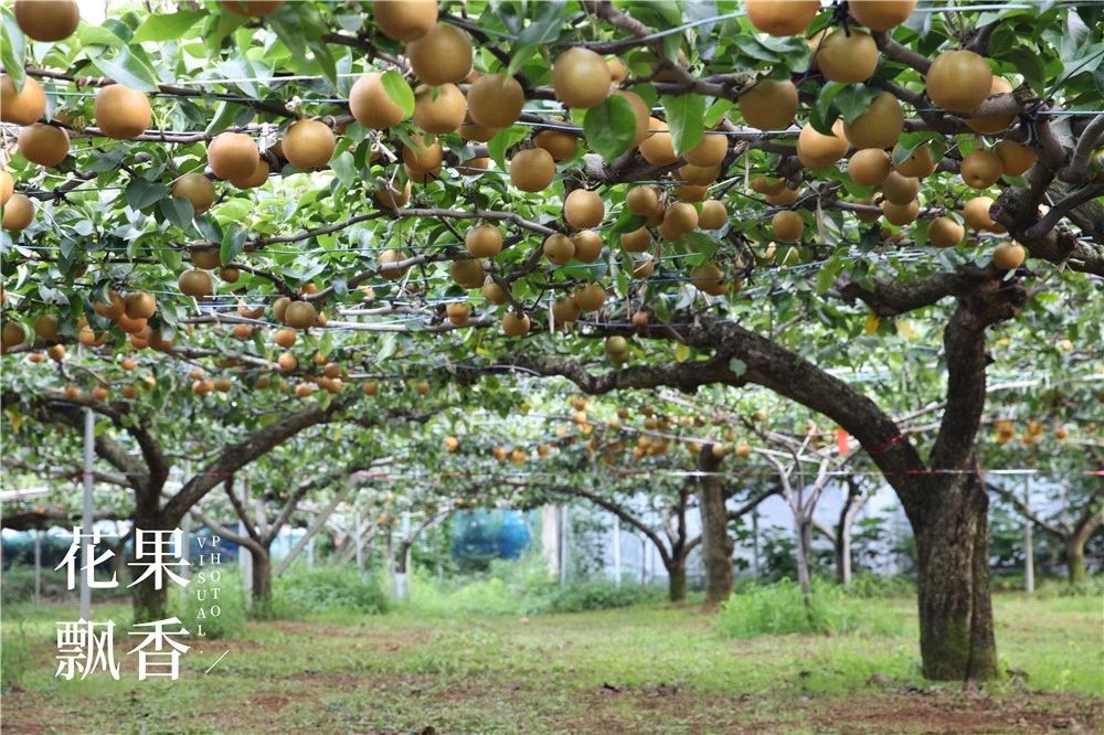 原来，日本果业是一个精致的、被JA溺宠的“老宅男”