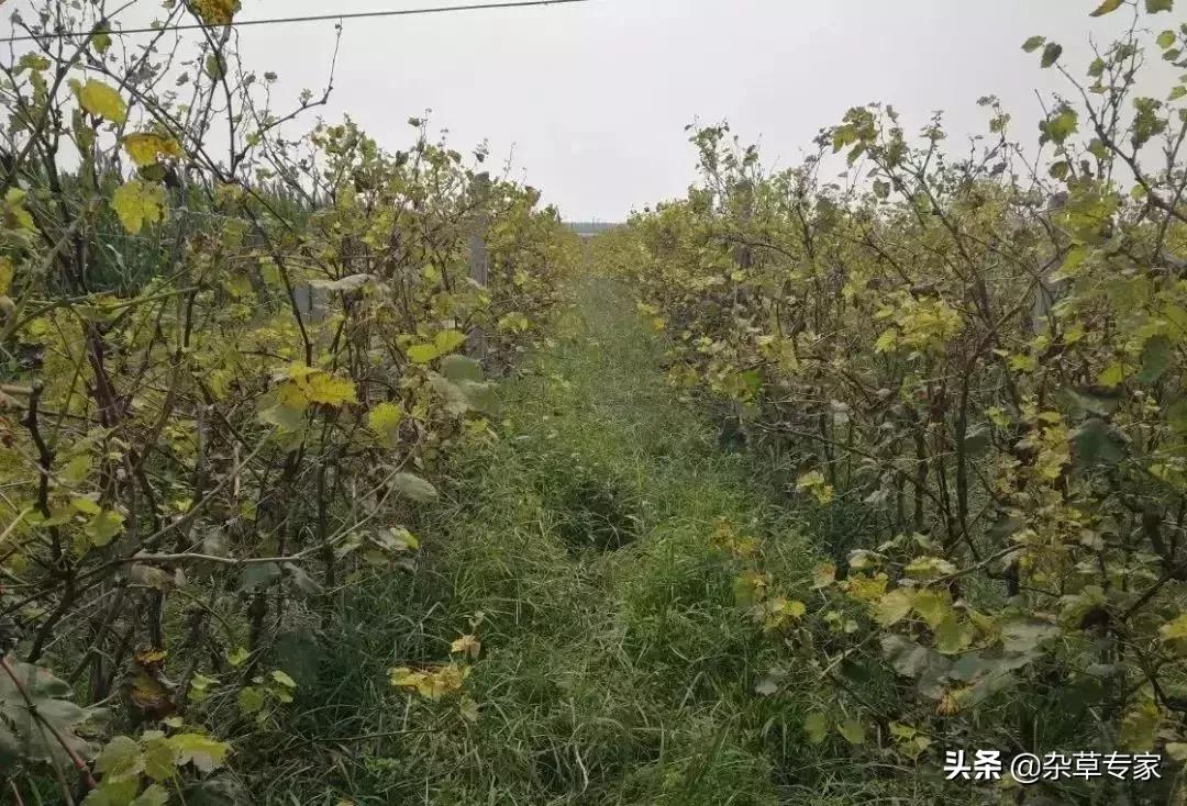 葡萄园杂草可以用氰氟草酯吗,葡萄园杂草用什么除草剂最好