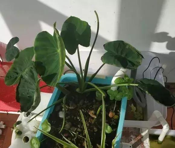 这6种菜根不要丢,哪4种菜根不能丢在家盆栽