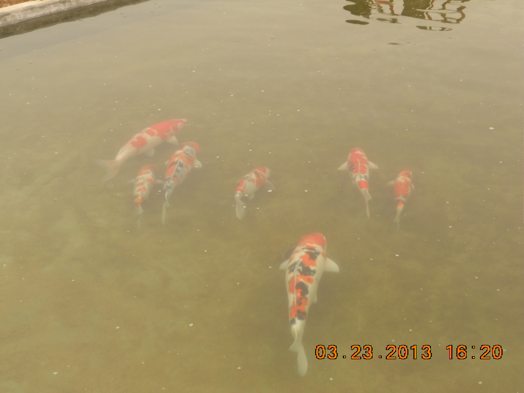 锦鲤池养殖方法图解,锦鲤繁殖全过程纪录片