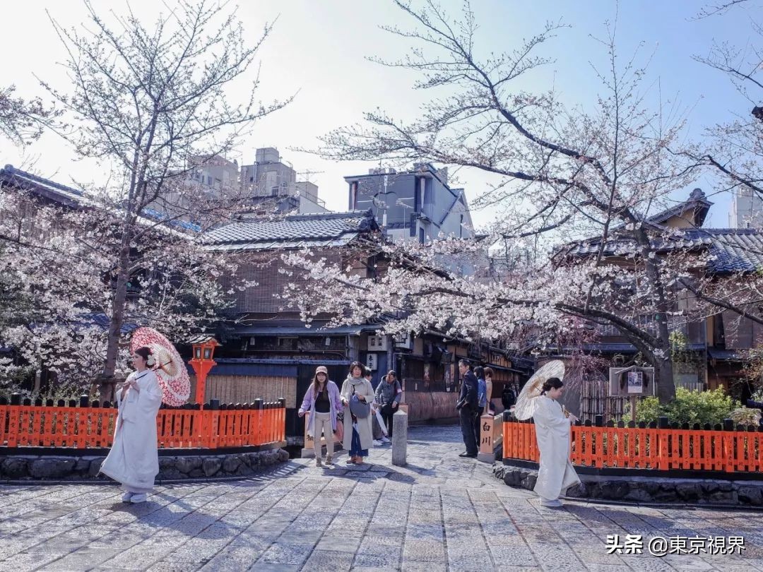 我在京都,攒下一整个春日的绝美樱色送给你。