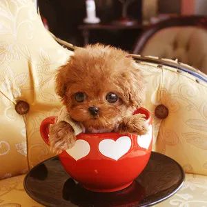 人类宠物到底有多可爱,人类为何喜爱人造宠物