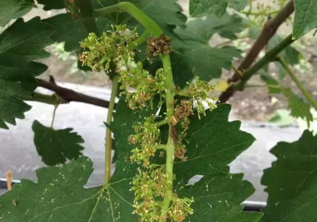 葡萄膨果期发生灰霉病,葡萄灰霉病对照图