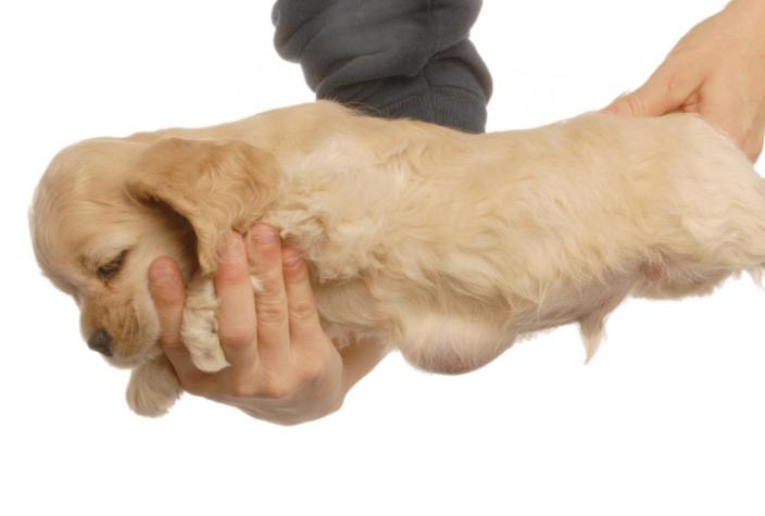 犬脐疝,小狗有脐疝怎么引起的