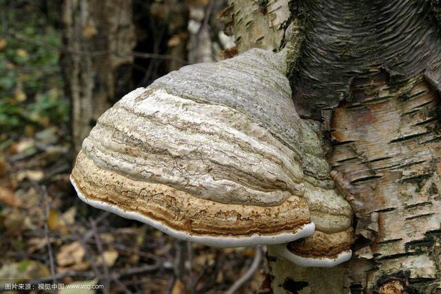 桦菌芝和桦树茸是同一种药材吗,桦菌芝有毒吗