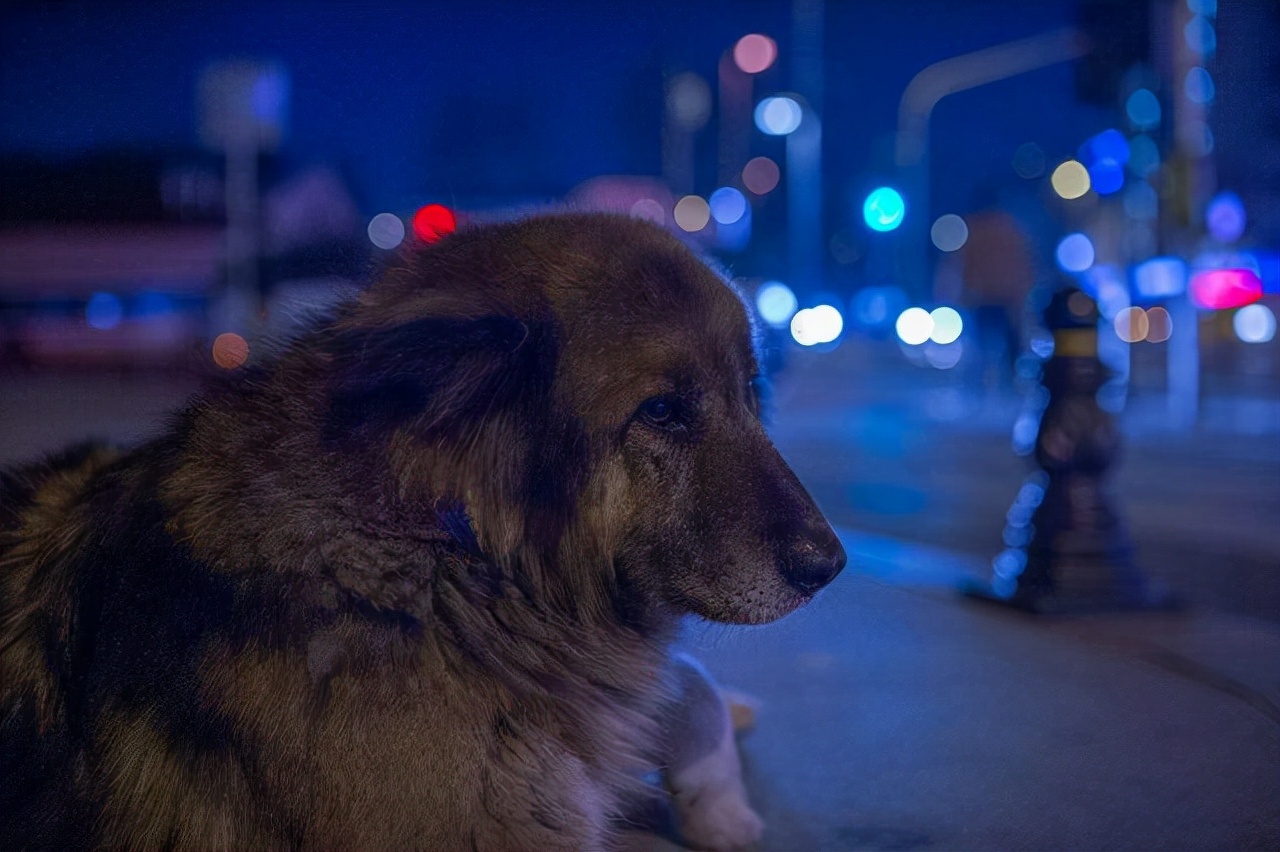 半夜狗突然对着空气大叫,狗突然对着一个地方吠叫