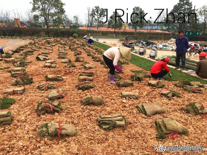 高尔夫果岭草坪家庭院子种植,麦冬草坪种植方法和注意事项