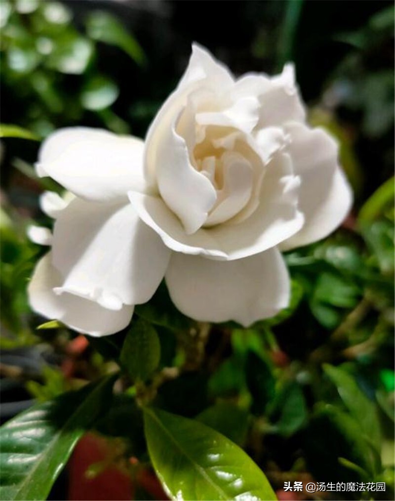 三招让你开爆花,栀子花如何快速爆花