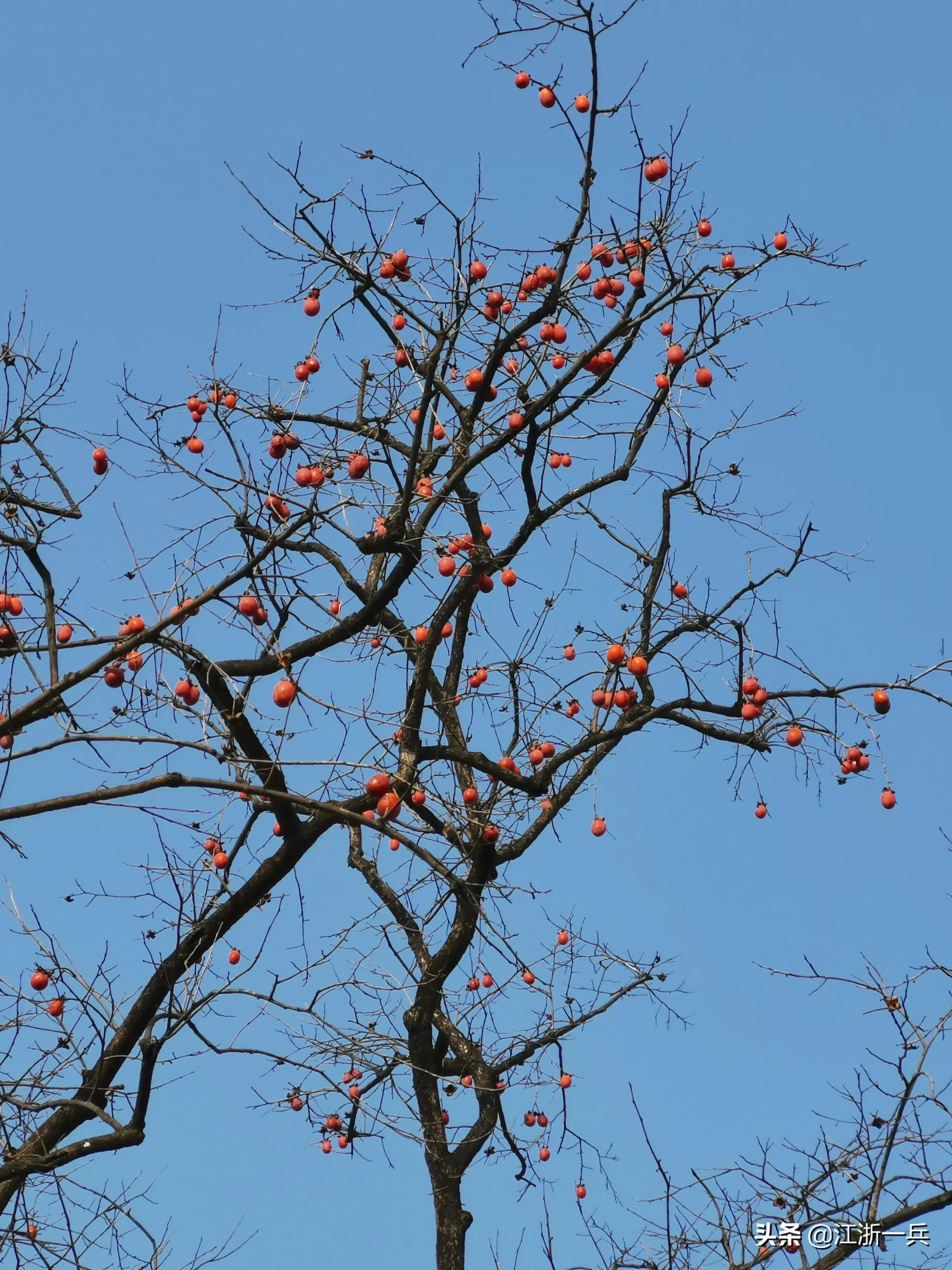 春游八都岕,长兴八都岕春游