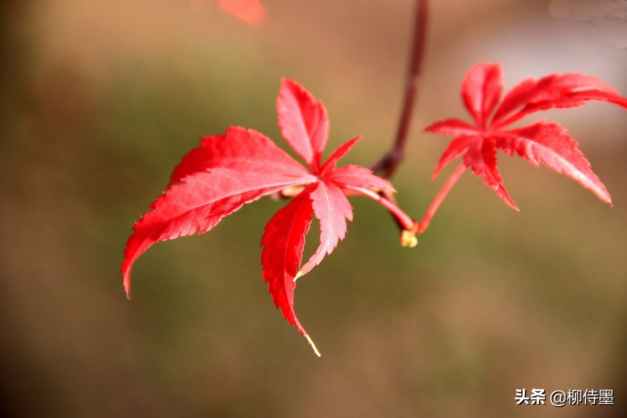 秋天拍照红叶姿势大全,秋天拍摄红叶的方法