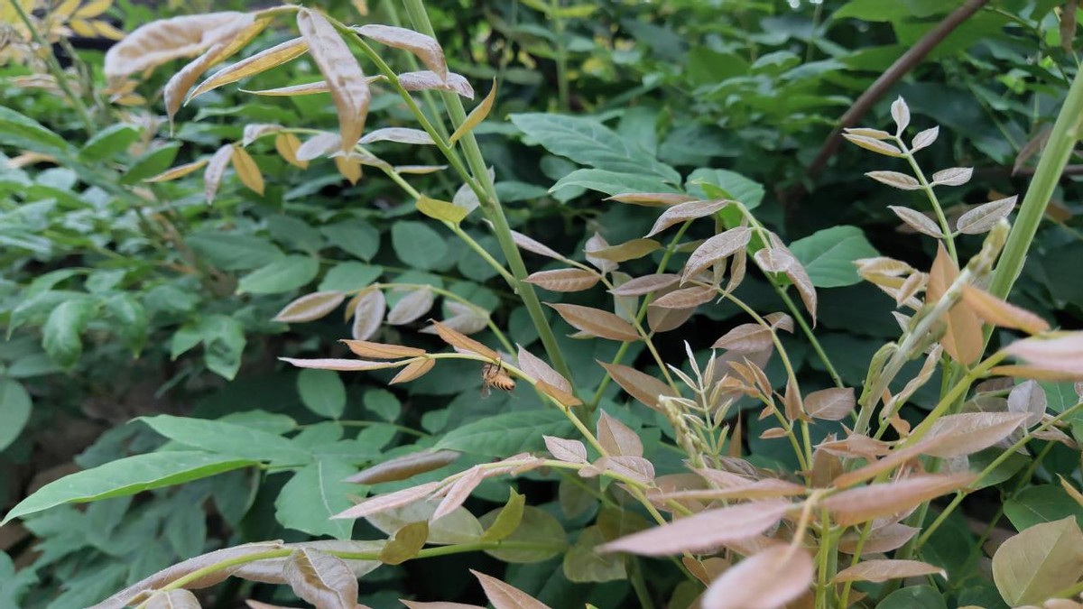 什么蜜源蜜蜂最好养,养蜜蜂的蜂洞哪种比较好