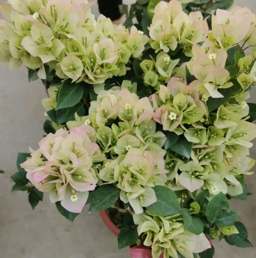 2021年大火的10个三角梅品种，图名并茂欢迎认领，看有无你喜欢的