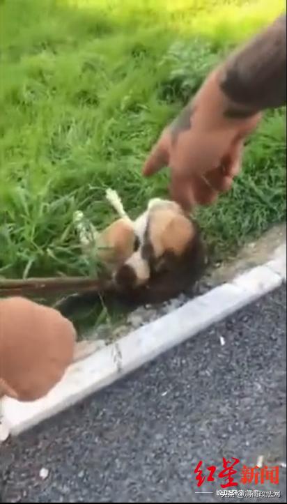沈阳男女抓狗最新消息,沈阳男女当街偷捕流浪狗