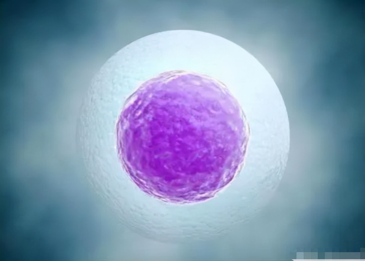 输卵管结扎排出的卵子去哪,输卵管结扎后卵子怎么排出