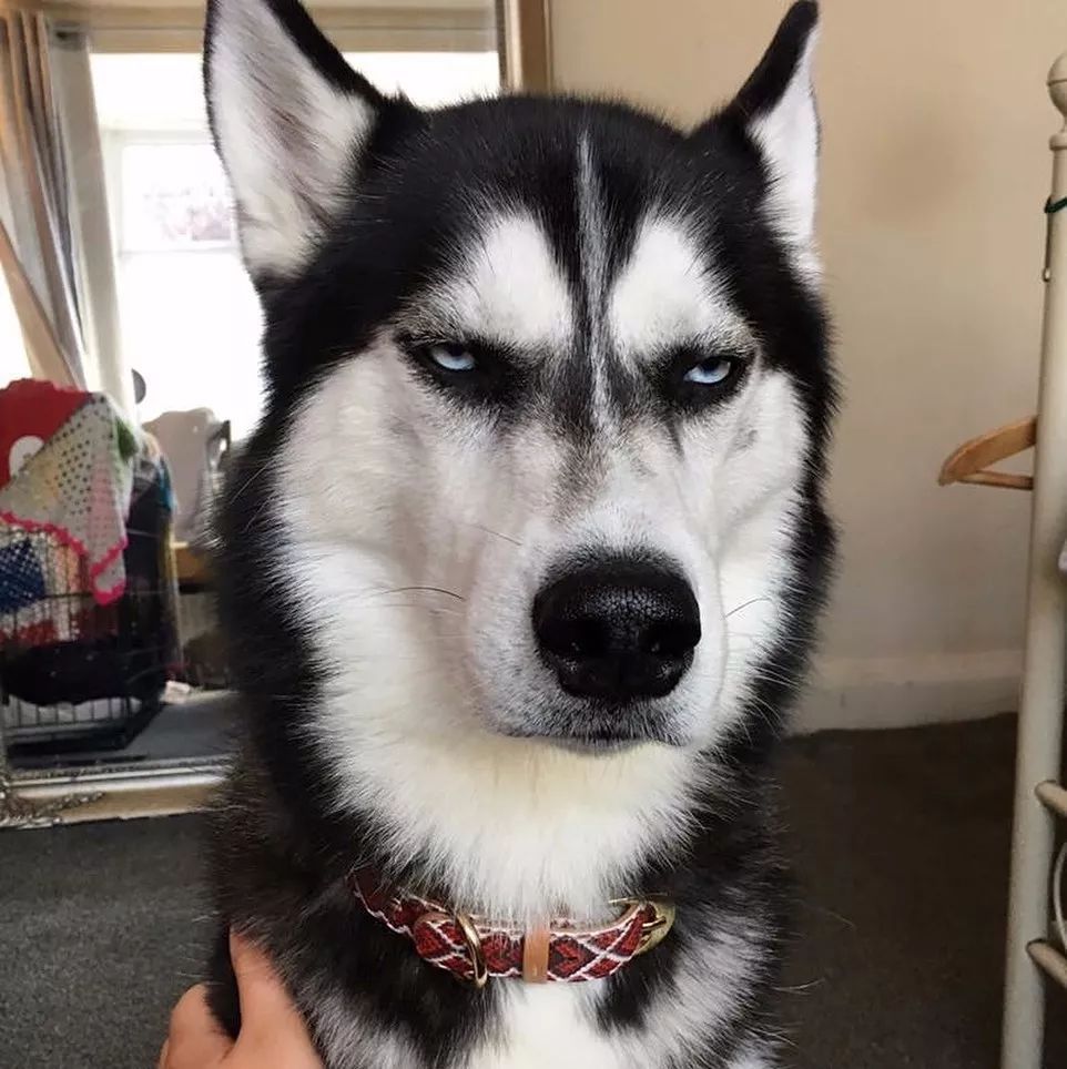 想养哈士奇但怕它拆家,哈士奇被父母遛的不拆家了