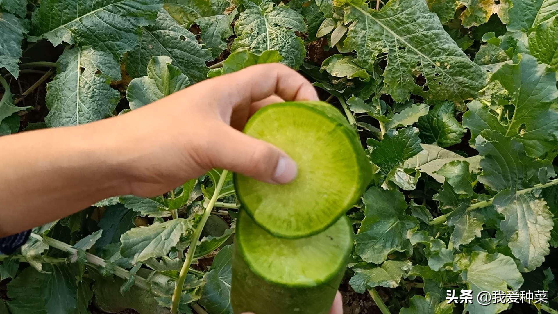 又香又甜的萝卜种植方法,脆萝卜的做法甜酸脆不辣