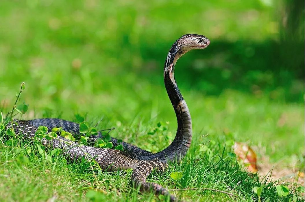 菜花蛇没毒为什么是蛇王,菜花蛇无毒为何被称为百蛇之王