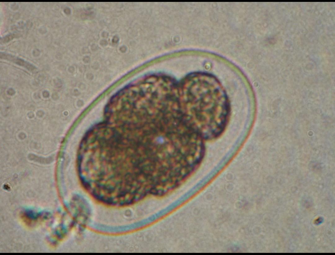 养猫狗真的那么容易感染寄生虫吗,猫狗驱虫药都驱虫哪些虫