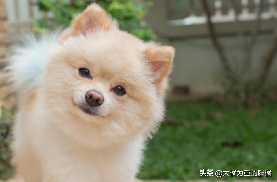 博美犬最怕三种东西,博美这几个部位不能打