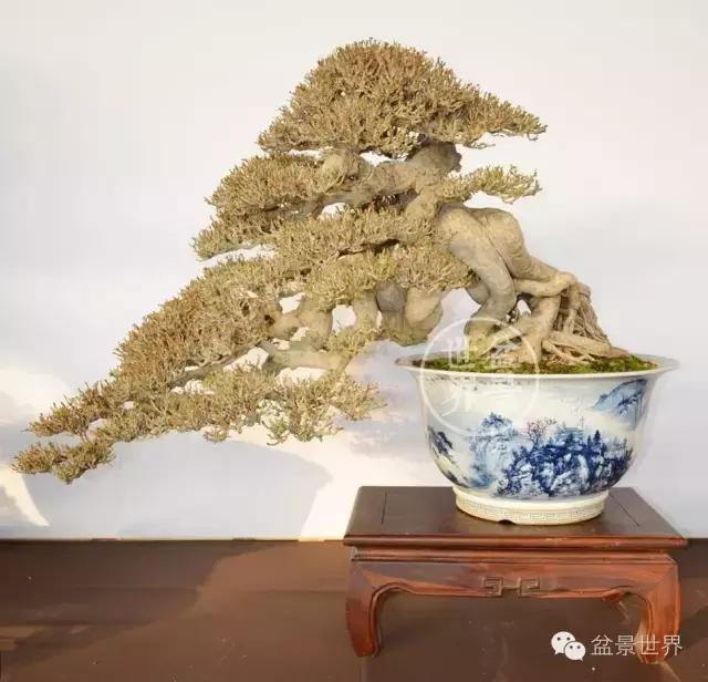 根艺盆景大全欣赏,文人根艺盆景精品大全图