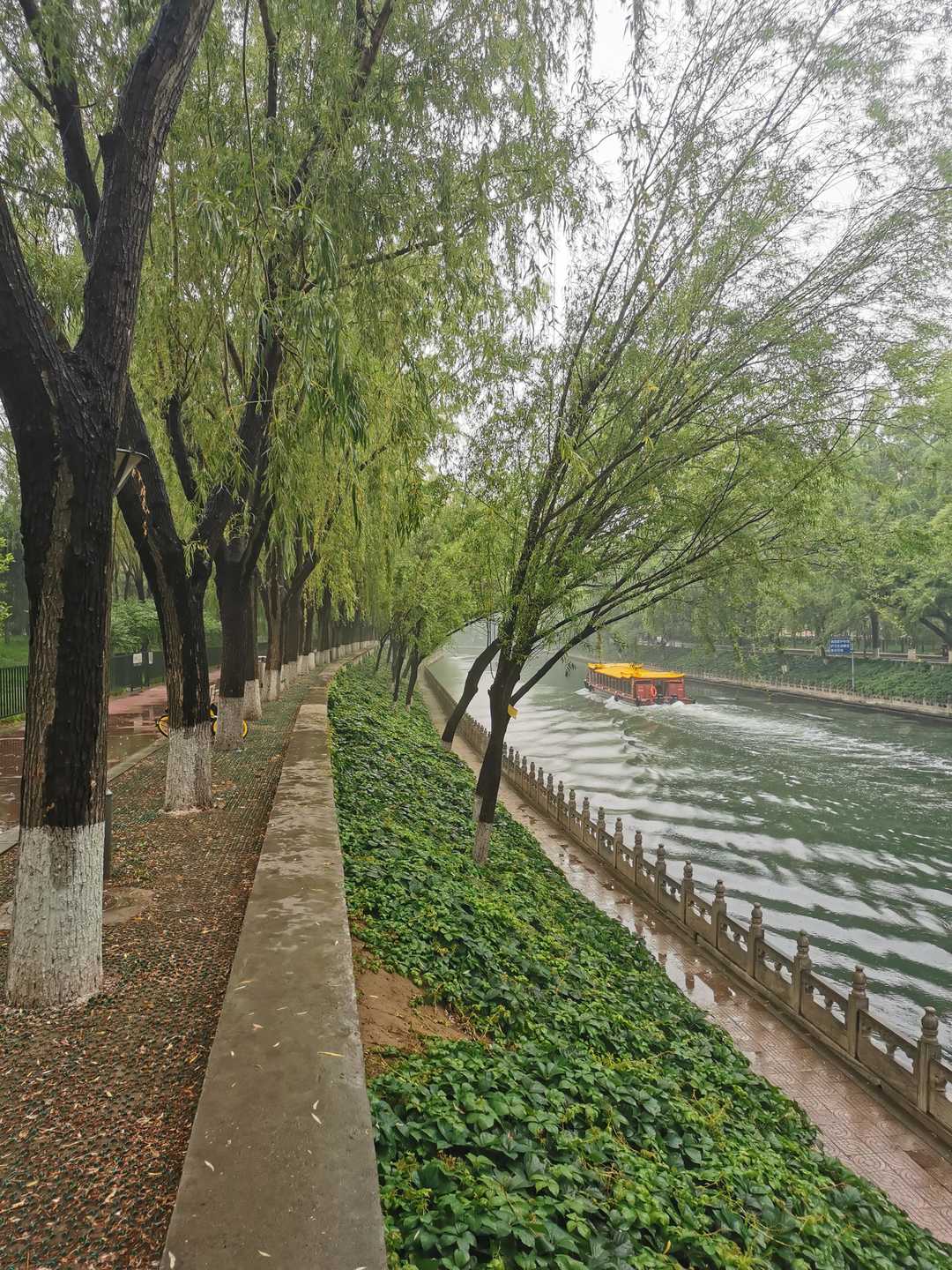 雨天地上的蚯蚓,晚上雨中蚯蚓是白色的