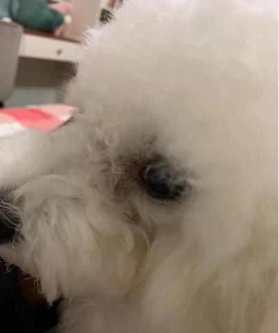 狗狗怎么养才可以没有泪痕呢,狗狗流眼泪泪痕严重用什么药